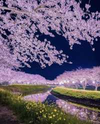 The present and future of Japanese cherry blossoms