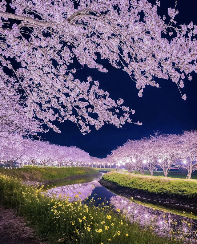 The present and future of Japanese cherry blossoms