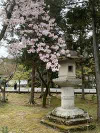 Cherry Blossom Season Japan Tour (Sanyo-San'in and Kansai Regions)