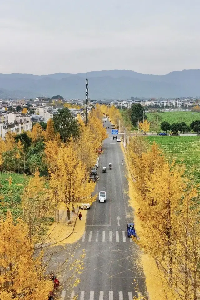 เฉิงตู่ยินซิ่ง| ถนนยางมะขามสวยงามแบบนี้เสียดายที่มาช้า!