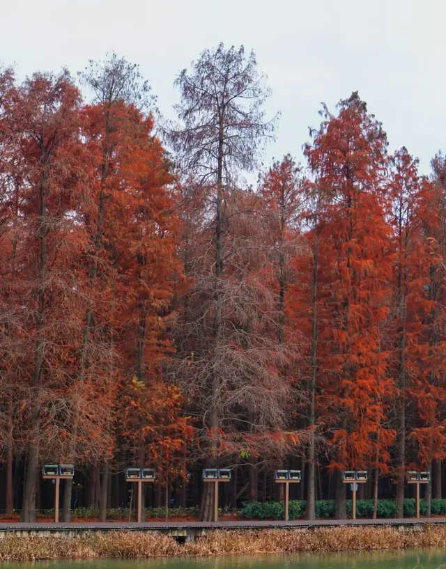 快去冬日的青山湖，水杉紅透！