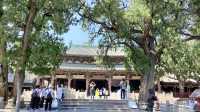 晉祠博物館-西周初期的三千年柏樹