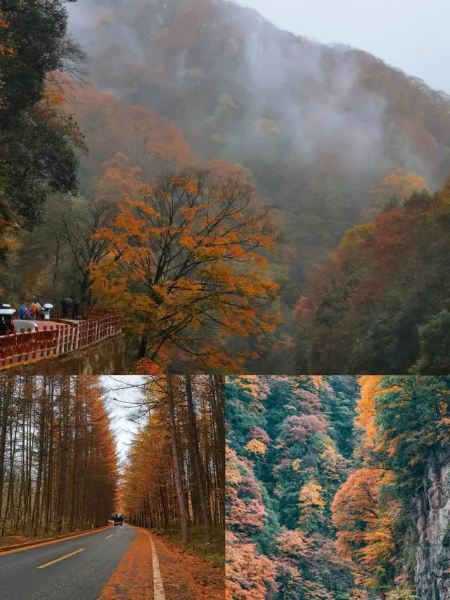 光雾山への入場は、秋の景色を楽しむための大幅に過小評価された宝物です