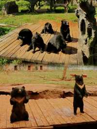 海口 熱帶野生動物園｜一頭跌進小動物們的歡樂世界