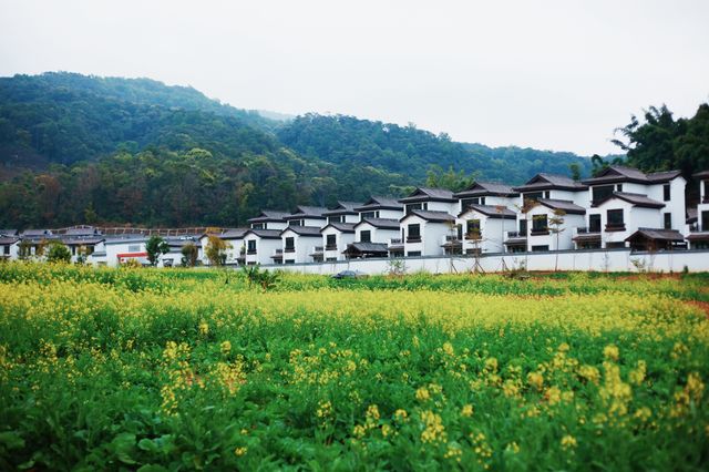 茶馬古道、茶馬古城傻傻分不清楚