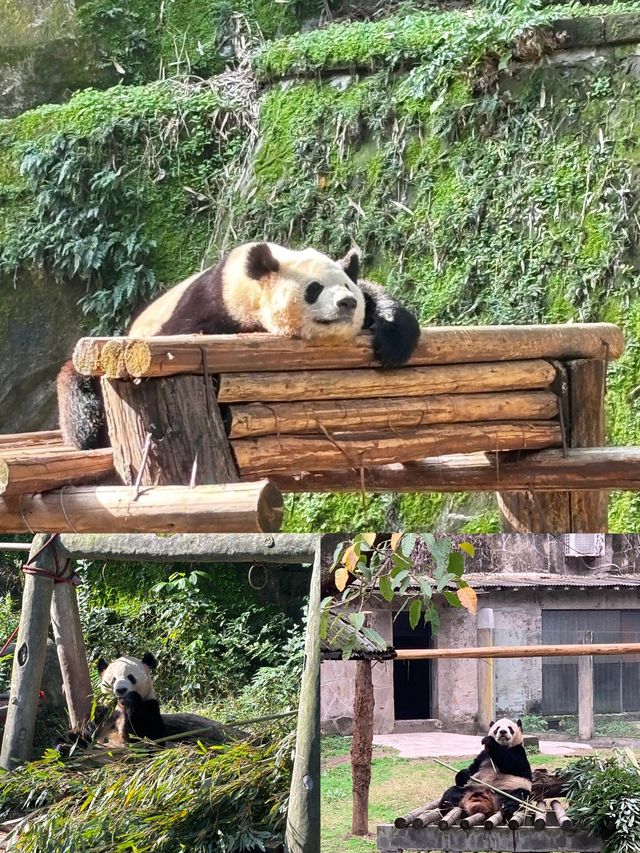 重慶動物園超全看“熊貓”指南，建議收藏！