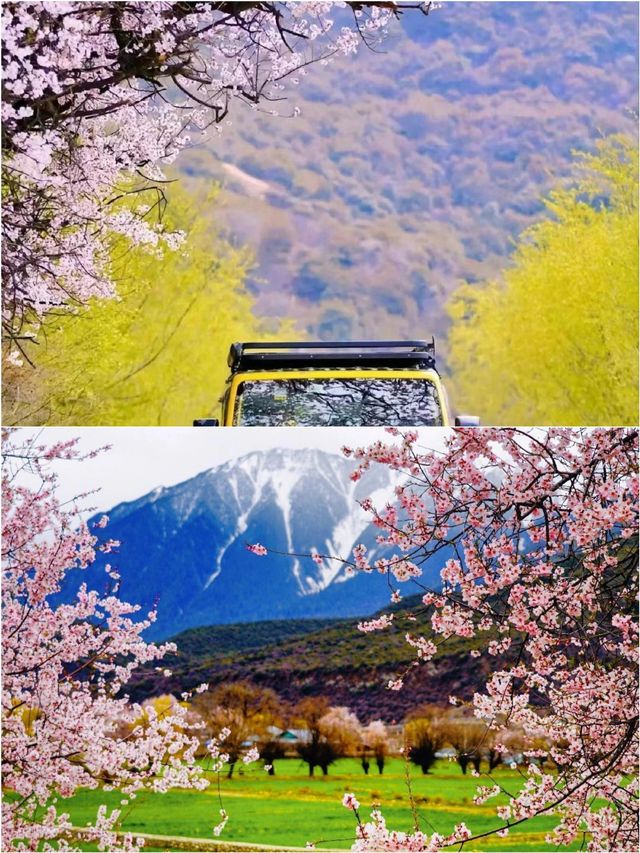 林芝桃花節