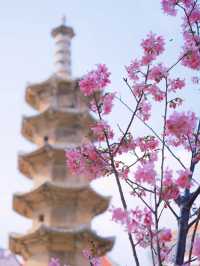 當世遺泉州這座千年古剎遇上花期