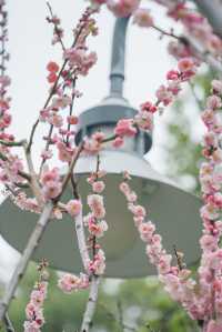 靜安雕塑公園上海市區賞梅好去處