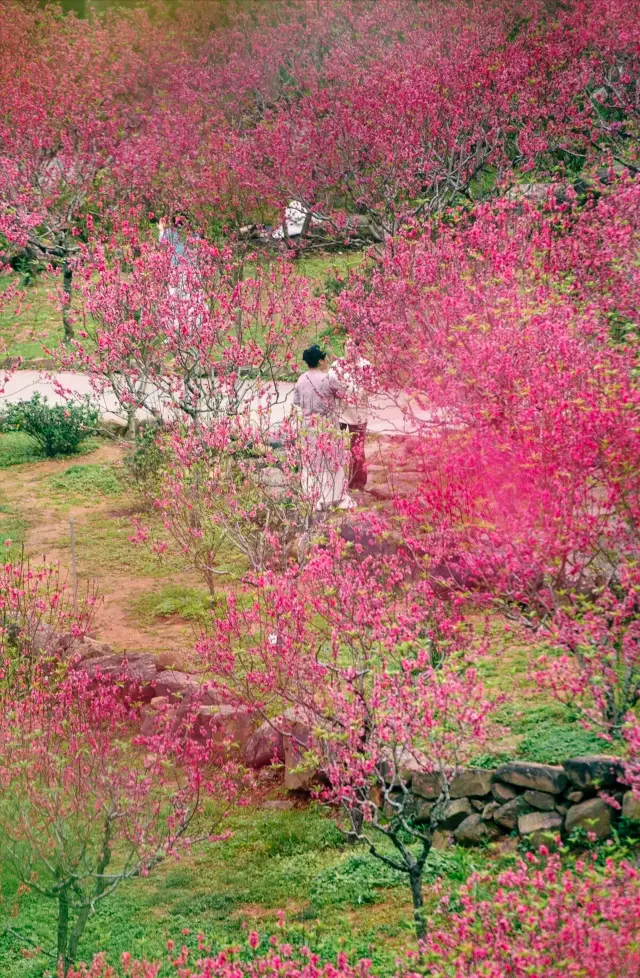 A paradise on earth, Guangxi's 'Peach Blossom Utopia'!