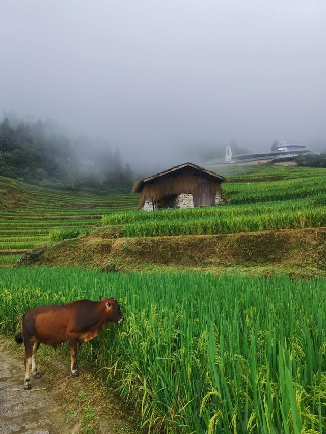 麗水雲和梯田|麗水的天花板