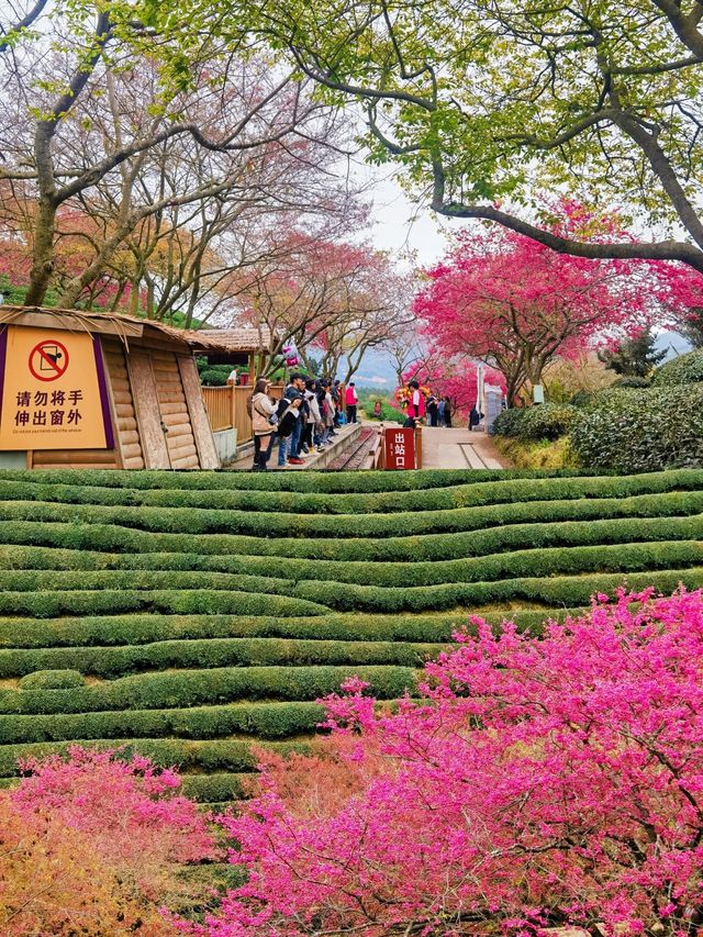 台品櫻花園看浪漫櫻花