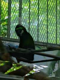 上海野生動物園：小熊貓太可愛啦日行2W步打卡