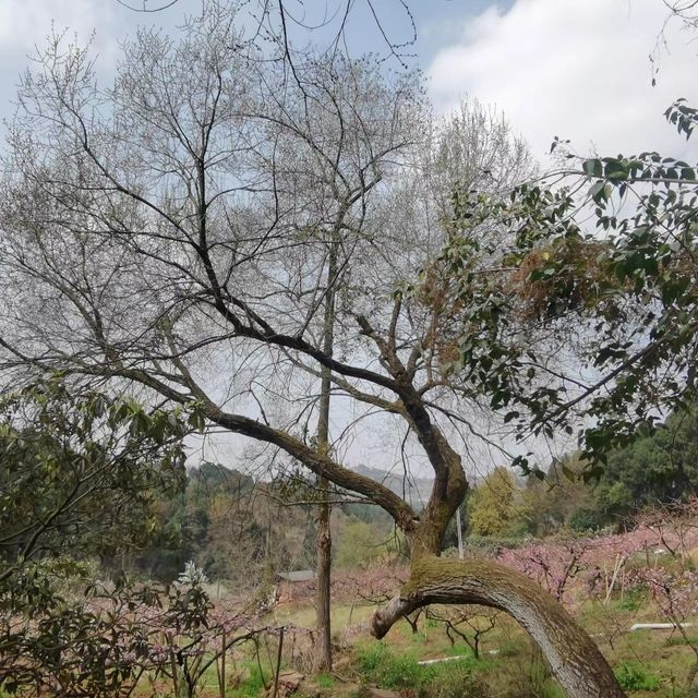 成都人賞花熱門之地