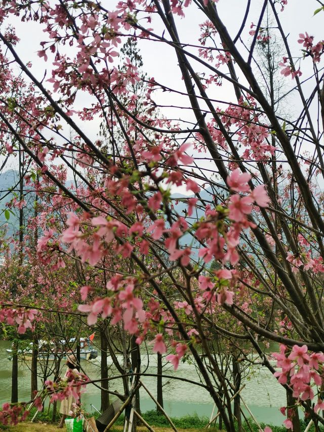 百花齊放才是春—肇慶七星岩的花都開了