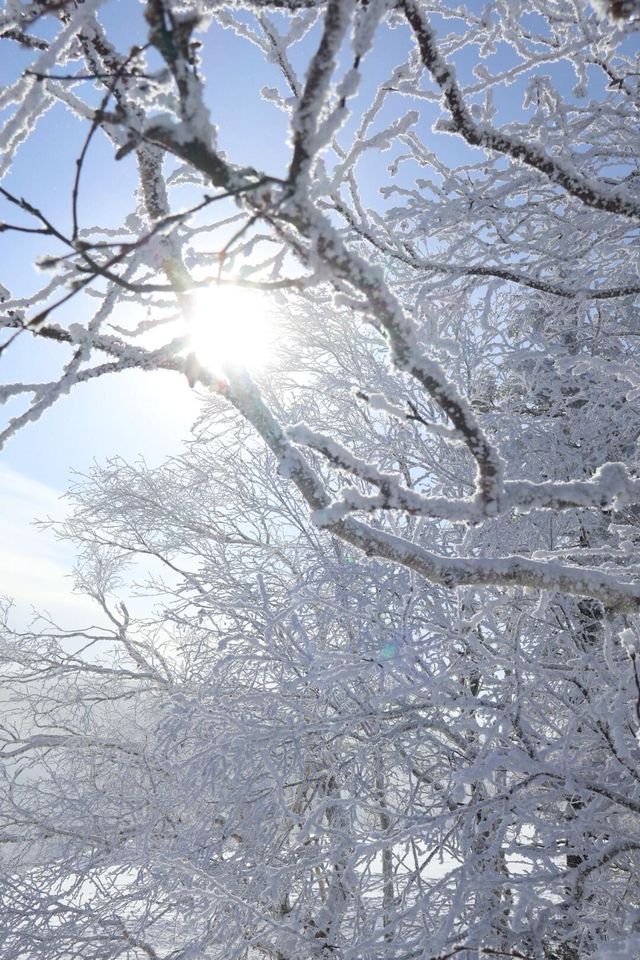 與雪來了一場浪漫的邂逅～｜幸福地在雪裡打滾