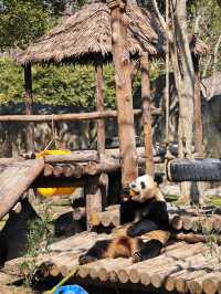 上海野生動物園一日遊
