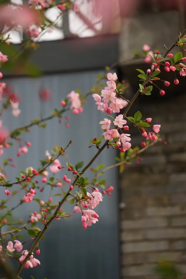 Hangzhou Baita Park's limited-time spring flower viewing guide is now online: There's more than just cherry blossoms, but also crabapple flowers