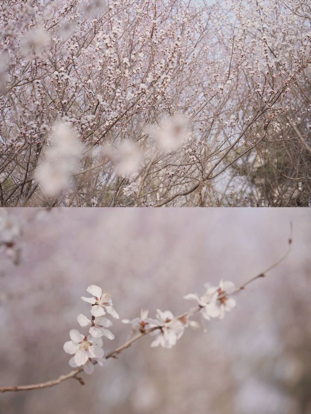 太原最美桃花攻略：浅浅來太原過個春天吧|