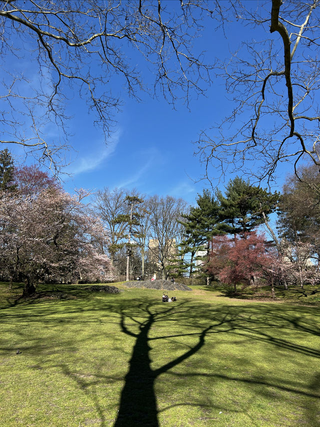 中央公園的春天