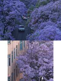 四五月份來雲南，一定不能錯過昆明藍花楹