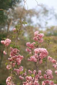 三角梅從未失約，深圳3個必去賞花地