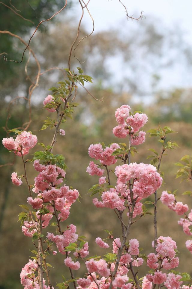 三角梅從未失約，深圳3個必去賞花地