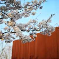 Cherry blossom view points in Shanghai 