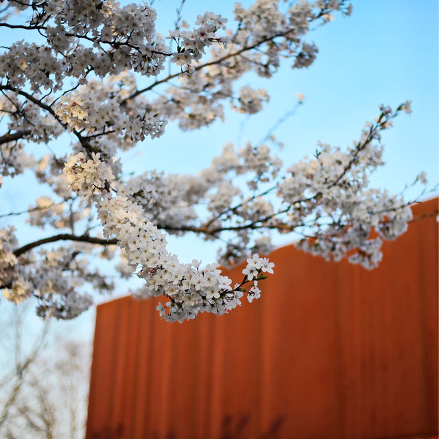 Cherry blossom view points in Shanghai 