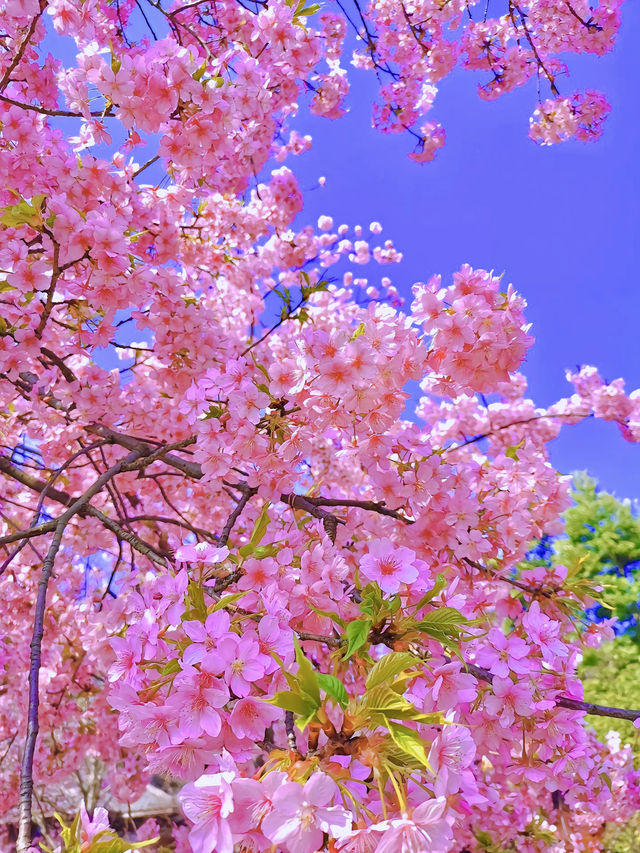 在上海的顧村公園，空氣都是櫻花味的