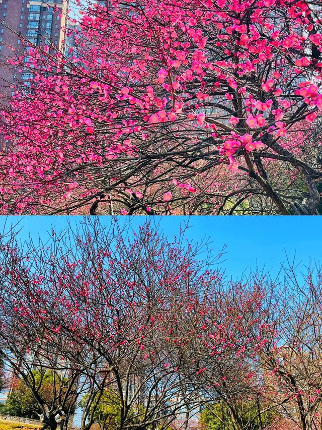 長沙｜小眾賞花踏青遊玩攻略—沙灣公園