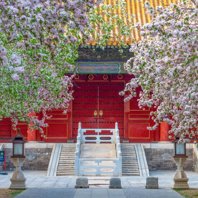 Spring Beauty at Wenhua Hall, 🌺🏛️ 