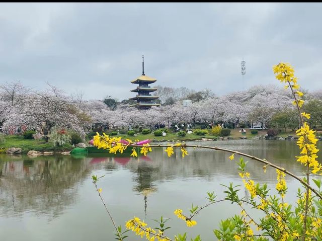 武漢東湖櫻花園