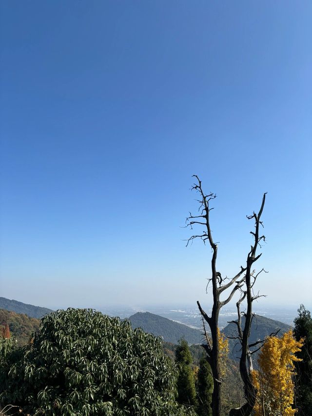牡丹花下也風流，是洛陽的牡丹高雅，還是景山的風雅！