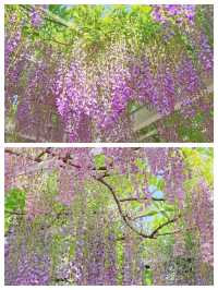 魔都頂流紫藤瀑布