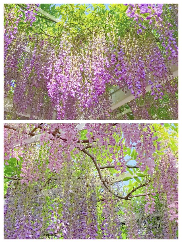 魔都頂流紫藤瀑布