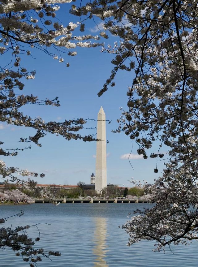 華盛頓櫻花|潮汐湖畔絕美的櫻花目的地