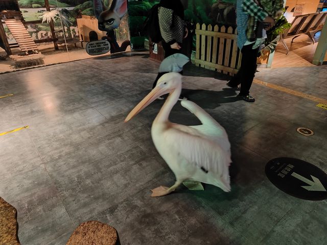 主城周末溜娃好去處｜綠色星球動物園