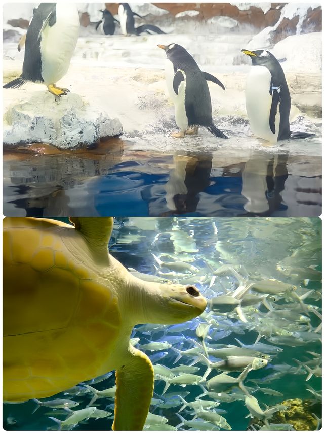 朋友圈問爆了！長沙超夢幻海洋公園來了！