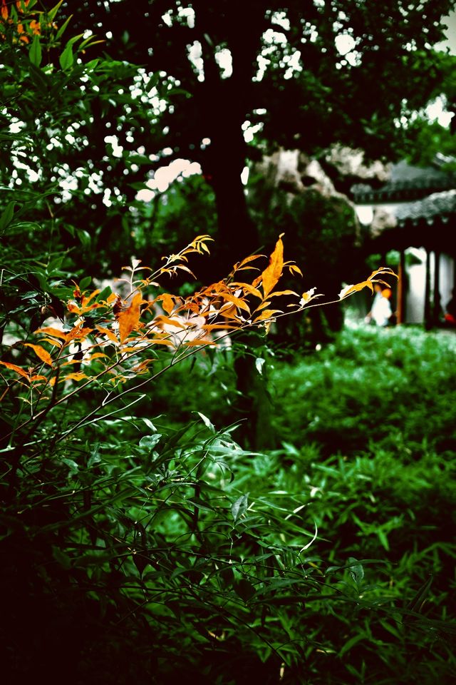 樂遊蘇州留園漫步記