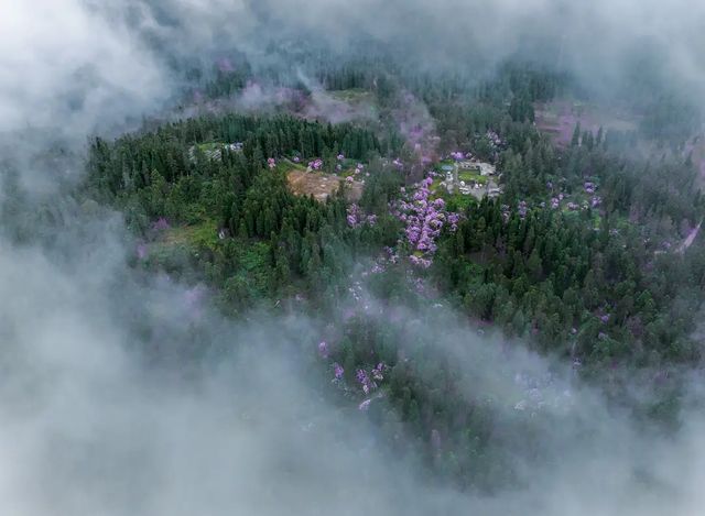 大山深處的中國杜鵑園