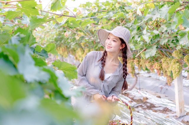 湖北孝昌今夏有動作葡萄採摘等你來玩兒