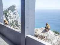 Come see the Apes of Gibraltar!