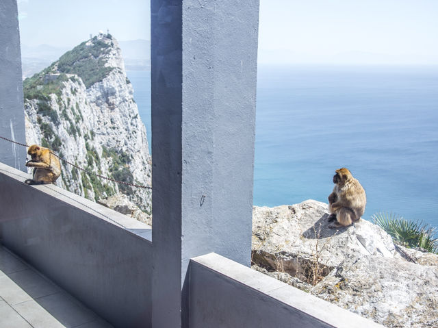 Come see the Apes of Gibraltar!