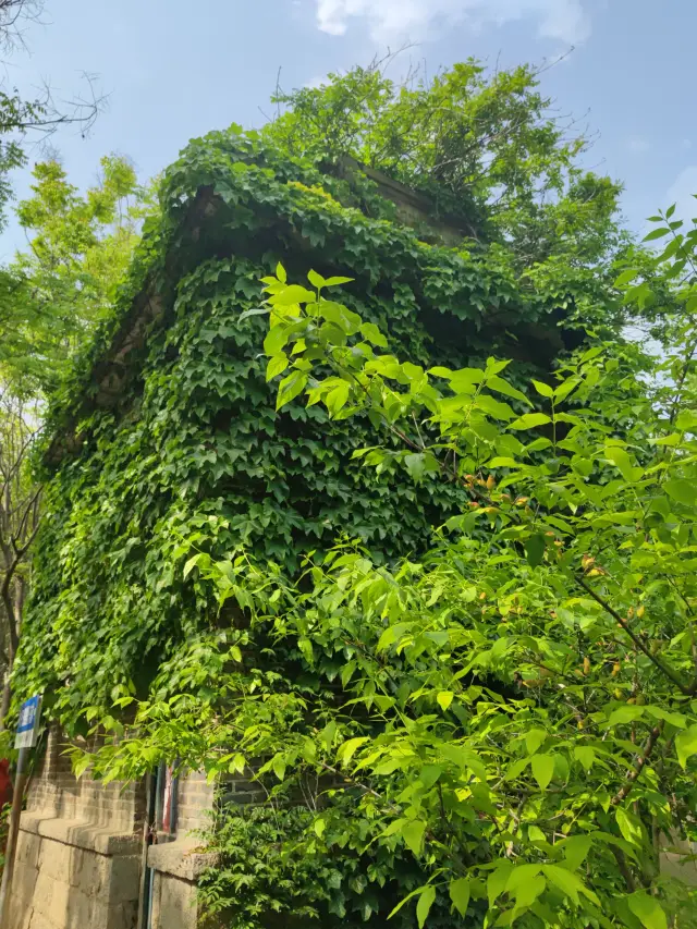 日照海濱森林公園 天然大氧吧。