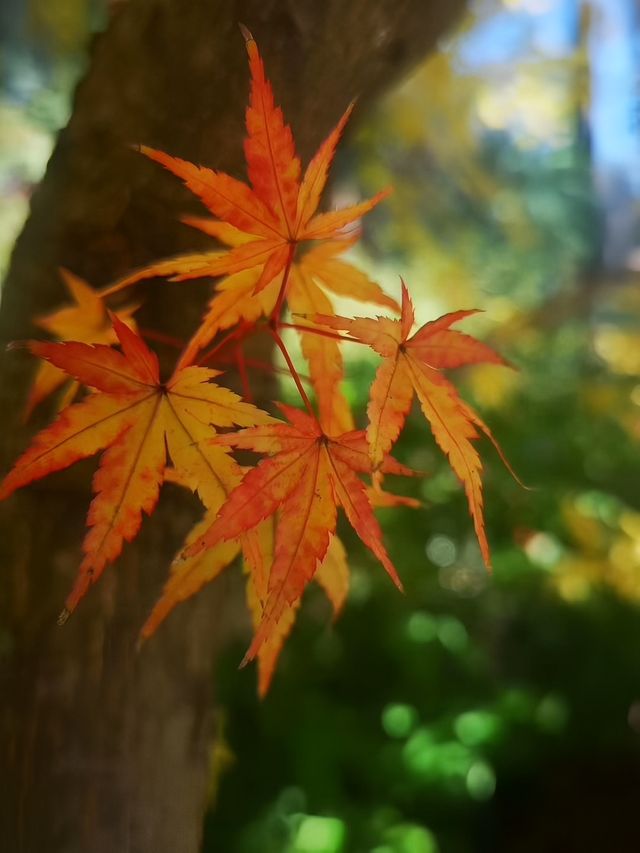 四明山樟溪谷客棧。
