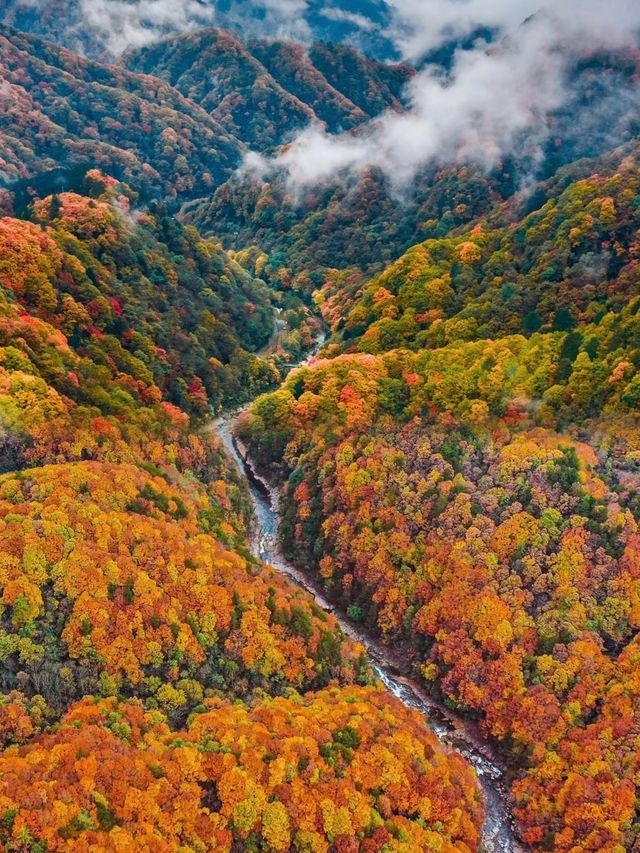 我宣布這就是四川的秋景天花板。