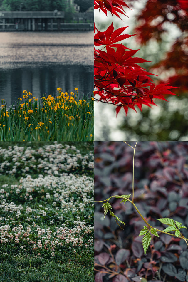 泉湖公園 | 適合人們欣賞日落、藝術和煙花。