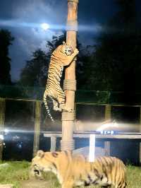 夜遊上海野生動物園