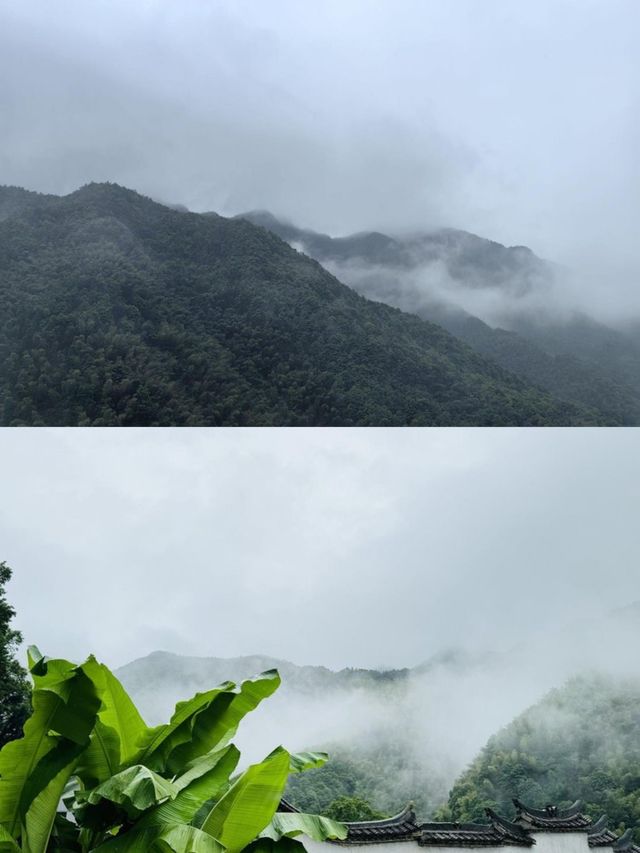 承包松陽古村雲海!700米山谷間的原舍揽樹。
